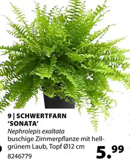 Dehner Schwertfarn sonata Angebot
