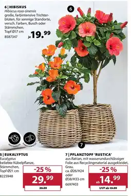 Dehner Hibiskus Angebot