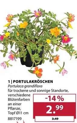 Dehner Portulakröschen Angebot