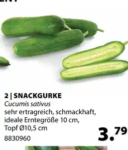Dehner Snackgurke Angebot