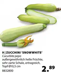 Dehner Zucchini 'snowwhite' Angebot