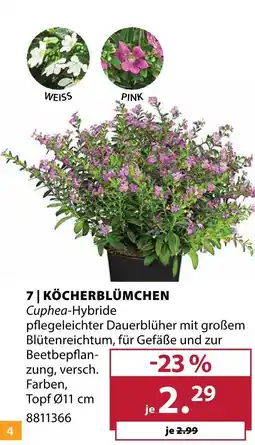 Dehner Köcherblümchen weiß oder pink Angebot