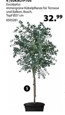 Dehner Eukalyptus Angebot