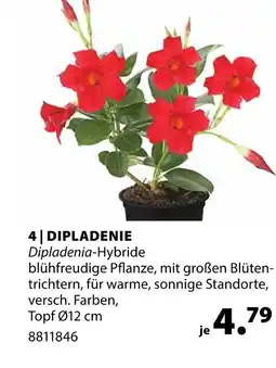 Dehner Dipladenie Angebot
