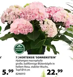 Dehner Dehner hortensie 'sonnenstein' Angebot