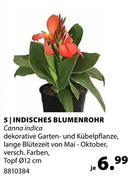 Dehner Indisches blumenrohr Angebot