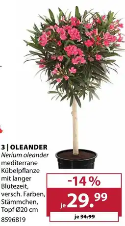 Dehner Oleander Angebot