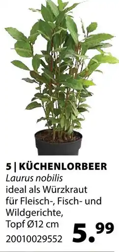 Dehner Küchenlorbeer Angebot