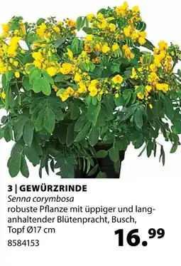 Dehner Gewürzrinde Angebot