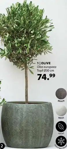 Dehner Olive olea europaea Angebot