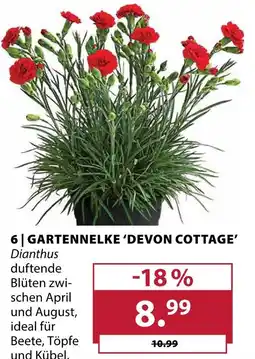 Dehner Gartennelke 'devon cottage' Angebot