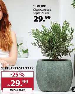 Dehner Olive Angebot