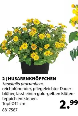 Dehner Husarenknöpfchen Angebot