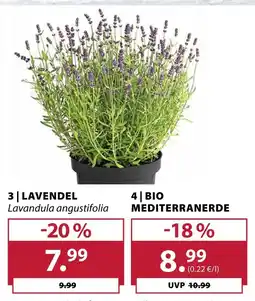 Dehner Lavendel Angebot