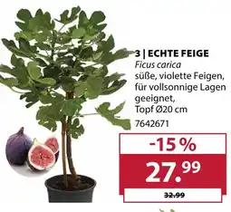 Dehner Echte feige Angebot
