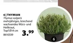 Dehner Thymian Angebot
