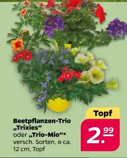 NETTO Beetpflanzen-trio trixies Angebot