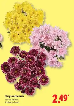 Lidl Chrysanthemen Angebot
