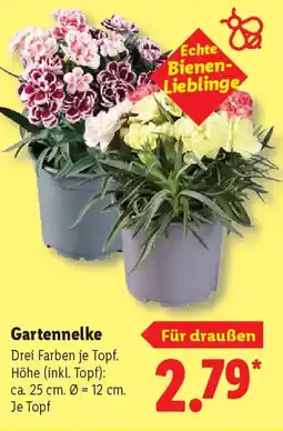 Lidl Gartennelke Angebot