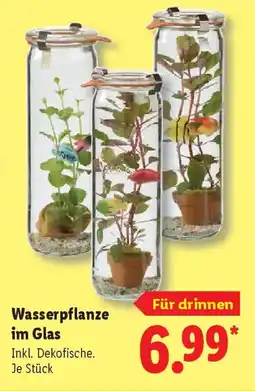 Lidl Wasserpflanze im Glas Angebot