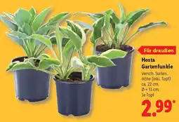 Lidl Hosta Gartenfunkie Angebot