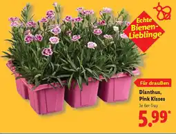 Lidl Dianthus, Pink Kisses Angebot