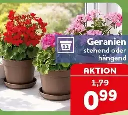 CENTERSHOP Geranien stehend oder hängend Angebot