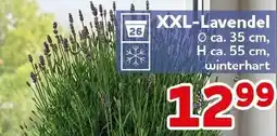 CENTERSHOP XXL-Lavendel Angebot