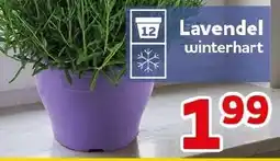 CENTERSHOP Lavendel winterhart Angebot
