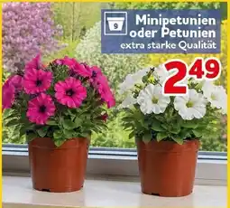 CENTERSHOP Minipetunien oder Petunien Angebot