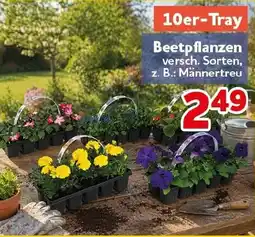 CENTERSHOP Beetpflanzen Angebot