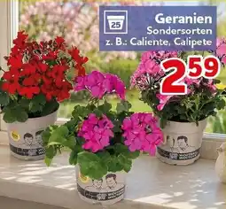 CENTERSHOP Geranien Angebot
