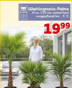 CENTERSHOP Washingtonia-Palme Angebot