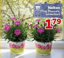 CENTERSHOP Nelken Angebot