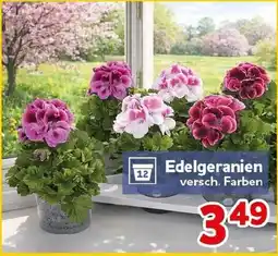 CENTERSHOP Edelgeranien Angebot