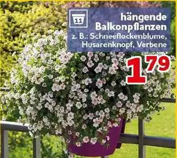 CENTERSHOP hängende Balkonpflanzen Angebot