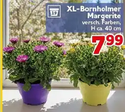 CENTERSHOP XL-Bornholmer Margerite Angebot