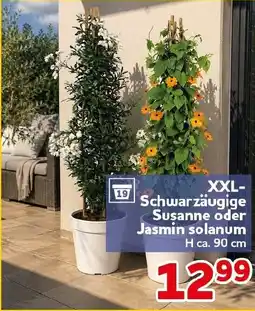 CENTERSHOP XXL- Schwarzäugige Susanne oder Jasmin solanum Angebot