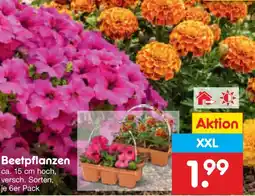 Netto Marken-Discount Beetpflanzen Angebot