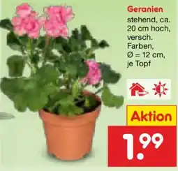 Netto Marken-Discount Geranien Angebot