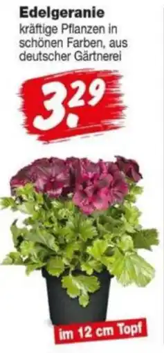 Repo Markt Edelgeranie Angebot