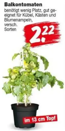 Repo Markt Balkontomaten Angebot