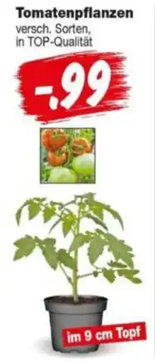 Repo Markt Tomatenpflanzen versch. Sorten, in TOP-Qualität Angebot