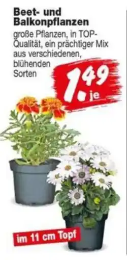 Repo Markt Beet- und Balkonpflanzen Angebot