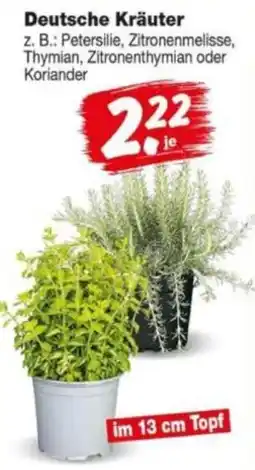 Repo Markt Deutsche Kräuter Angebot