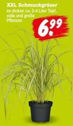 Repo Markt XXL Schmuckgräser Angebot