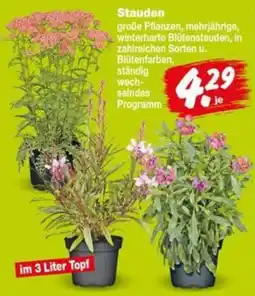 Repo Markt Stauden Angebot