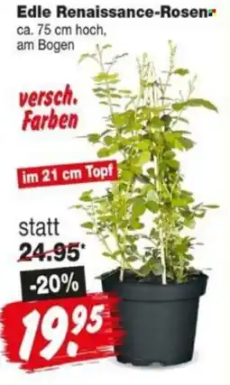 Repo Markt Edle Renaissance Rosen Angebot