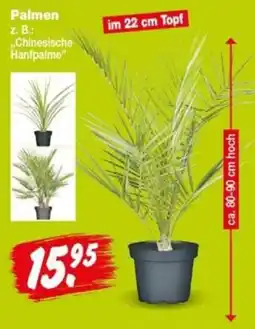 Repo Markt Palmen z. B.: „Chinesische Hanfpalme" Angebot