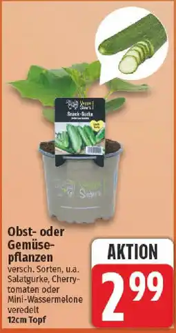 nah & gut Obst- oder Gemüsepflanzen Angebot